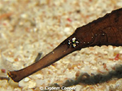 Robust ghost pipefish by Cigdem Cooper 
